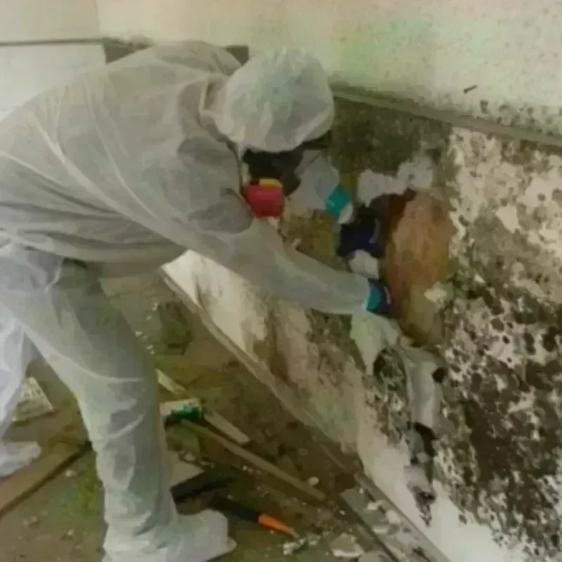 Mold Remediation and Removal in Winona, MO